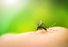 Teresina registra queda de 28% nos casos de dengue em 2025