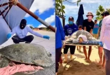 Tartaruga-verde de mais 100 anos e 100 kg é resgatada em Barra Grande