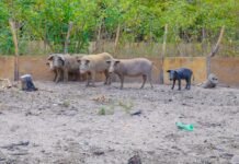 Piauí decreta emergência zoossanitária para prevenção da peste suína clássica